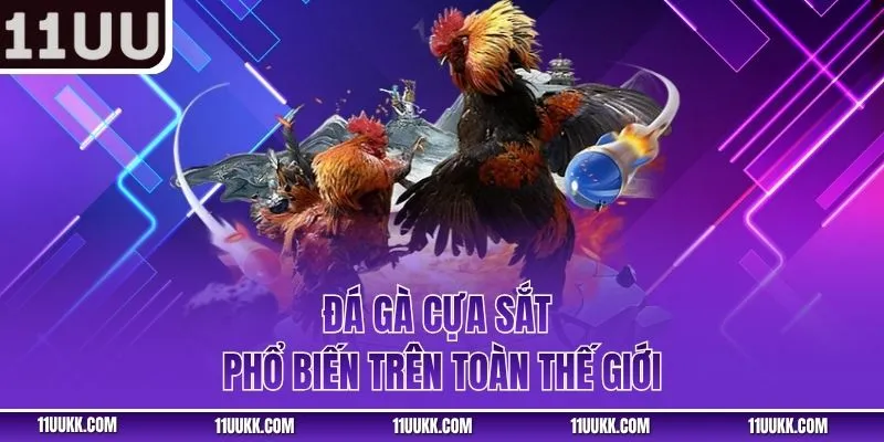 Đá gà cựa sắt phổ biến trên toàn thế giới