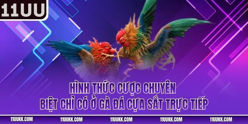 Hình thức cược chuyên biệt chỉ có ở gà đá cựa sắt trực tiếp