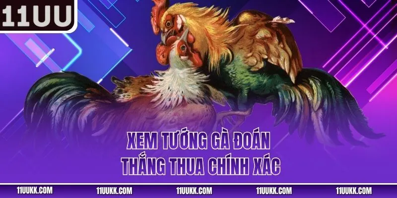 Xem tướng gà đoán thắng thua chính xác